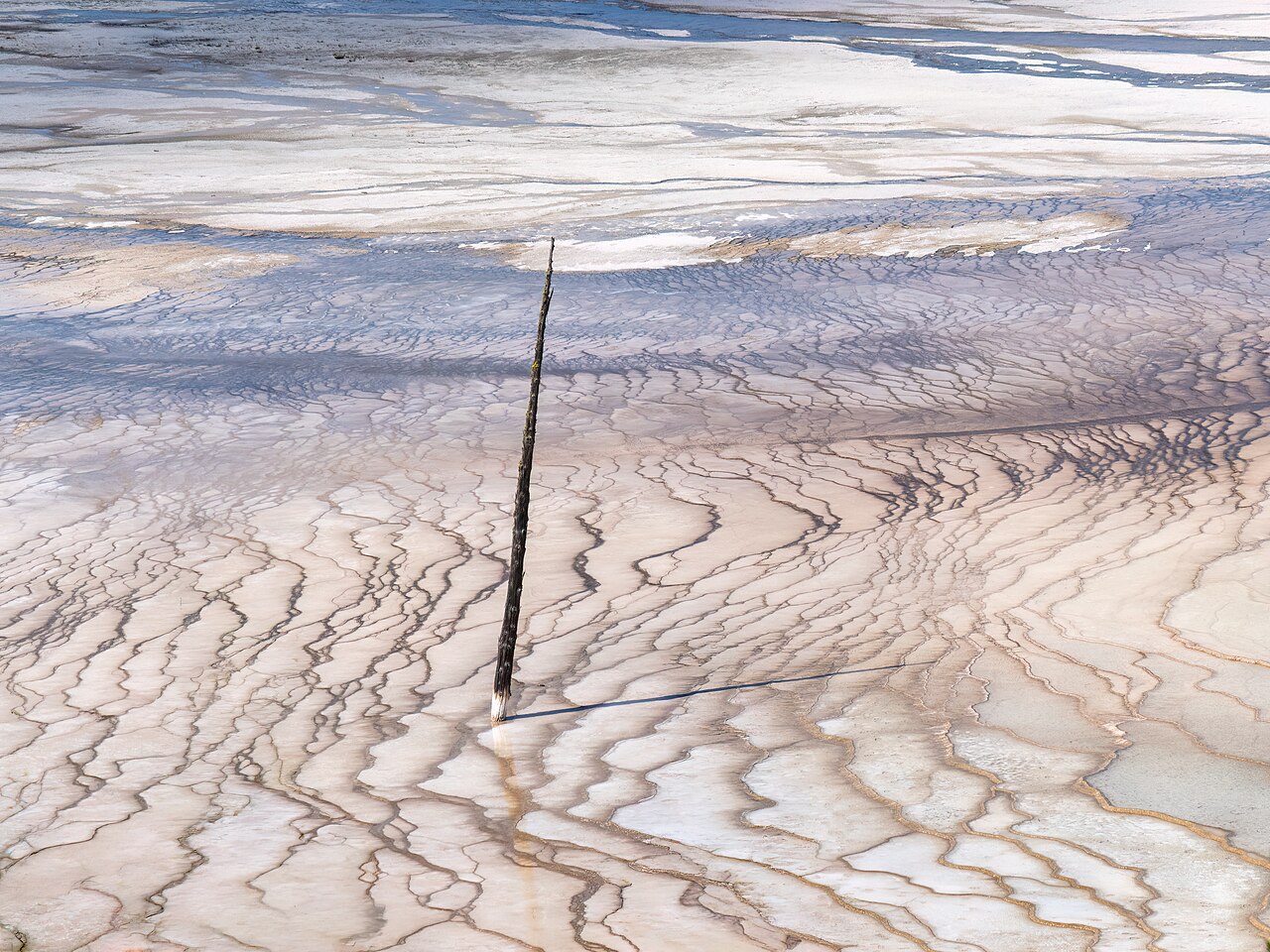 Dead tree by the Grand Prismatic Spring in Yellowstone National Park