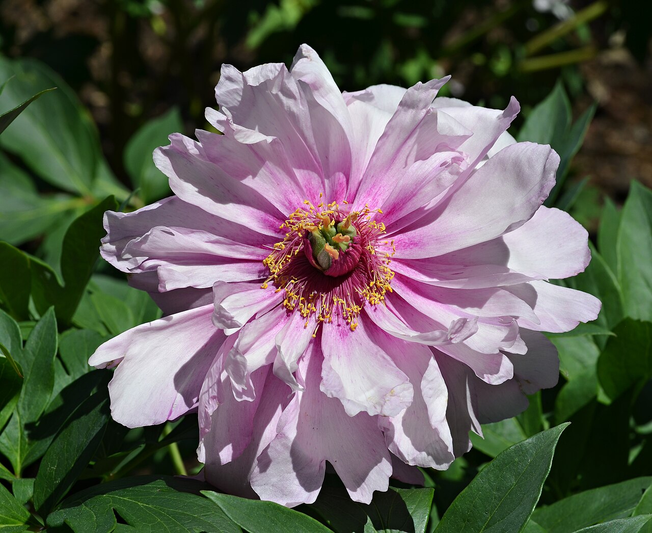 Paeonia en 'First Arrival' Flower.