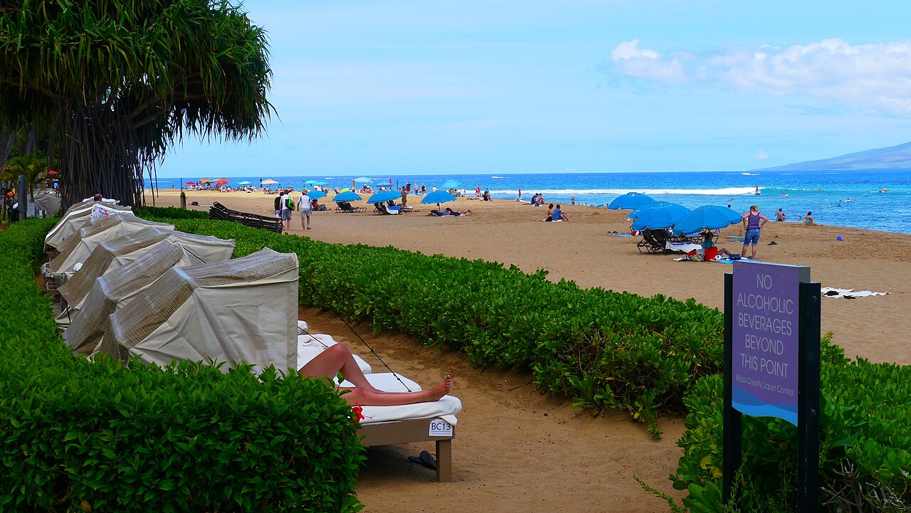 A sandy beach with blue umbrellas and sunbeds, a clipped green hedge in the foreground and the ocean beyond.