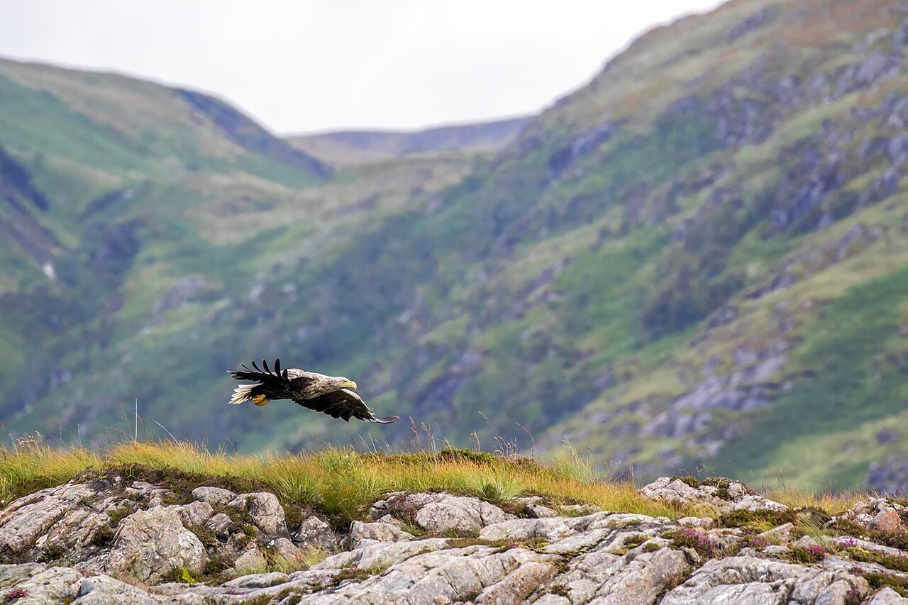 White-tailed eagle ( Haliaeetus albicilla ) in flight , Sound of Mull, Highlands, Scotland