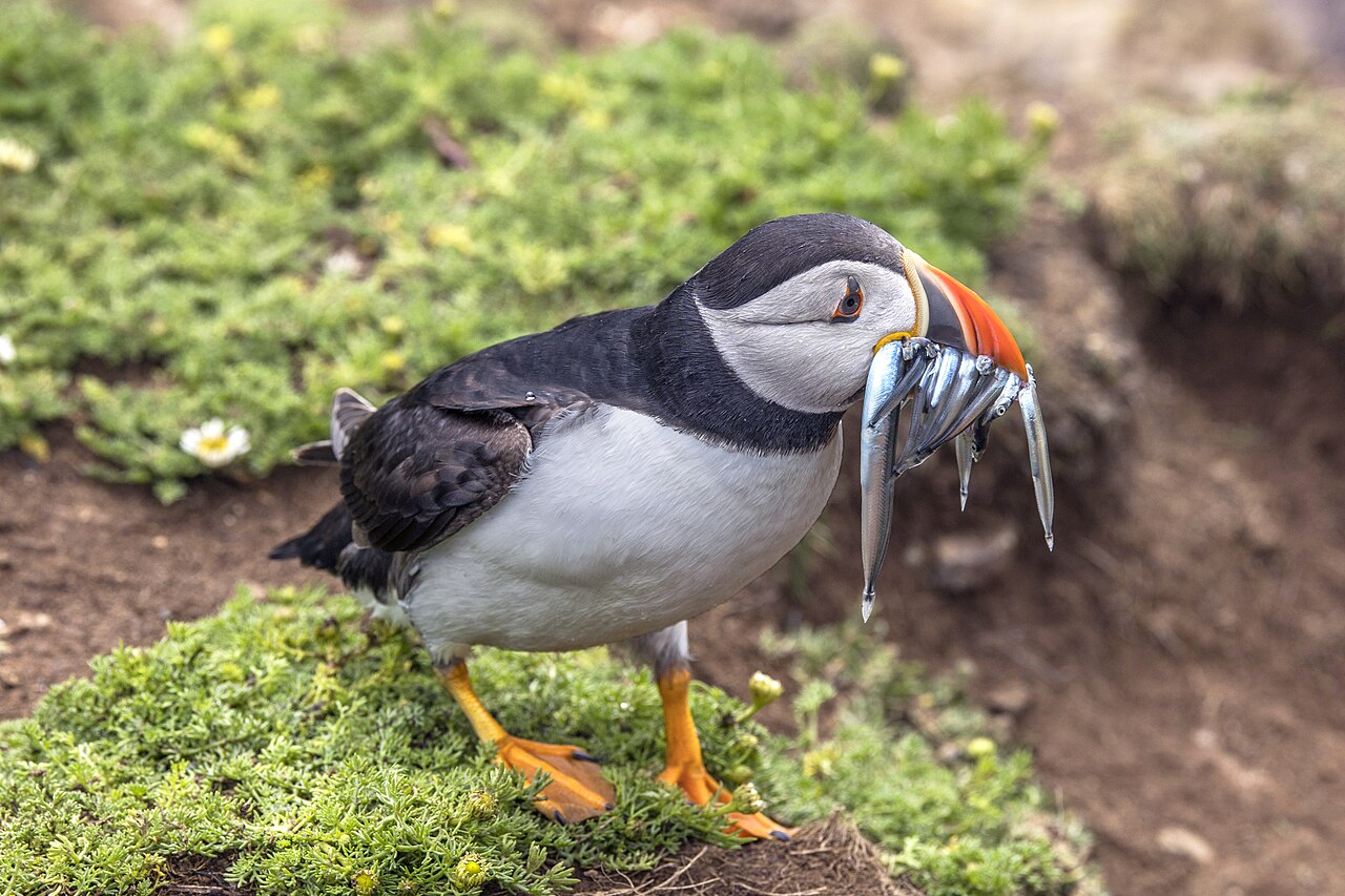 Puffin ( Fratercula arctica grabae ) on the cliff above The Wick (Y Wig) on Skomer Island, Pembrokeshire, Wales.
