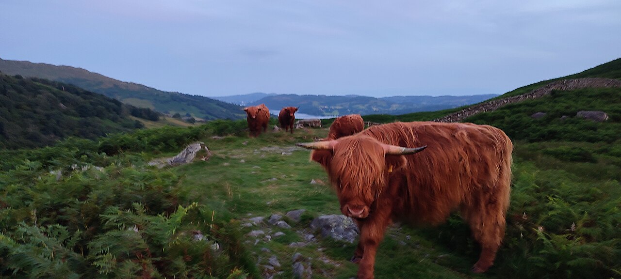 A shaggy red-brown cow with long horns grazing on a bracken-covered slope, with hills and a lake far behind.