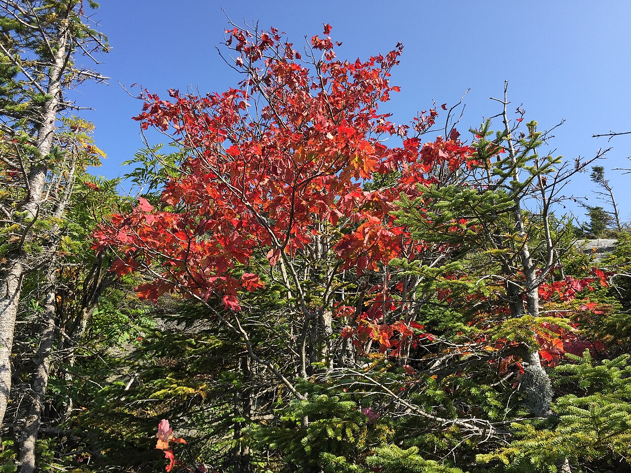 A small tree with bright red leaves stands among green conifers under a clear blue sky.